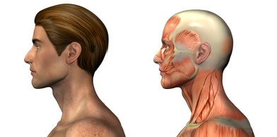 anatomical overlays - male - head and shoulders -